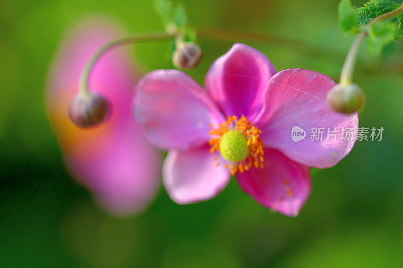 银莲花/日本银莲花花